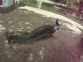 Un pavo real en el jardin de Aranjuez