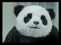 Never Say No to Panda - HOSPITAL اعلان باندا اعلانات بانده