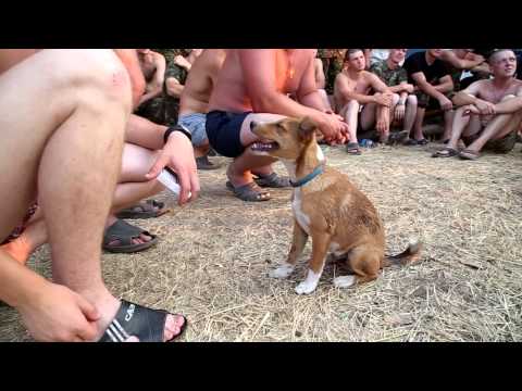 Батальон "Киев-2" не передовой: "В полях" (видео)