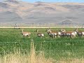 Pronghorn buck and harem