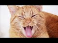 Funny cats