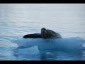 Alaska Fishing- Halibut Salmon Lingcod Shark Alaska Fishing- Halibut Salmon Lingcod Shark