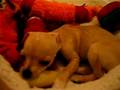 videos de Chihuahua Property Laws