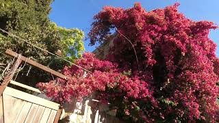 قرية عين كارم المهجرة قضاء القدس | هذه فلسطين Ein Karim Village Jerusalem District | ThisisPalestine قرية عين كارم المهجرة قضاء القدس | هذه فلسطين Ein Karim Village Jerusalem District | ThisisPalestine