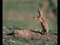 Black-tailed Prairie Dog: Anatomy of the Jump-yip Black-tailed Prairie Dog: Anatomy of the Jump-yip