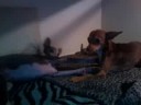 iggy & chi loving each other