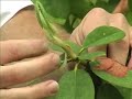 Rhododendron deadheading