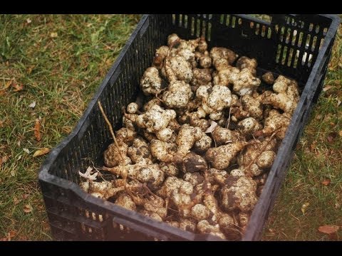 how to harvest sunchokes