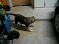 baby-wolf-has-no-coordination-clumsy-puppy.html