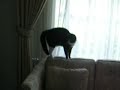 Cisco meets my cat, Tux
