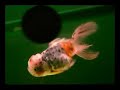 Goldfish Ryukin n Oranda