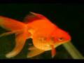 Goldfish Ryukin n Oranda