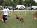 concours agility obernai arnac