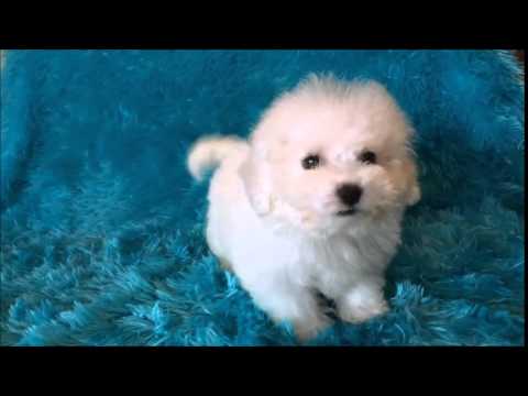 Bichon Frise Male Puppy