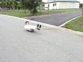 videos de Bunny hop/luging/extreme jump