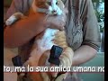 IL GATTO CON GLI STIVALI