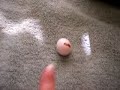 My Meyers parrots egg hatching My Meyers parrots egg hatching