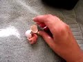 my meyers parrots egg hatching