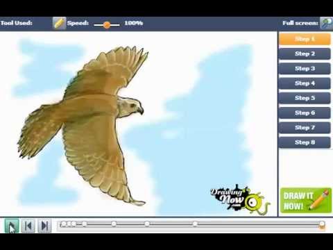how to draw a nz falcon