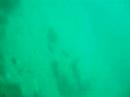 Conger eels part 1