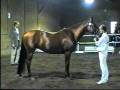 Never Say Never, KWPN Keur Preferent, Jumping IBOP