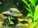 African Cichlids - Feeding