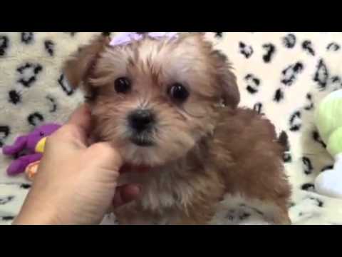 Cinnamon Sweetheart MalshiYorkie Girl