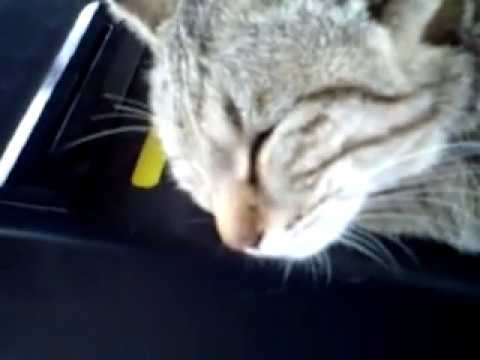 えきねこ Station catYoutube(ユーチューブ・ゆーちゅーぶ)・Dailymotion動画