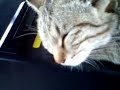 ?????Station?cat,
