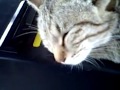 えきねこ Station cat,