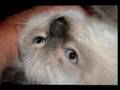 videos de Dune Bleue my ragdoll is a little star