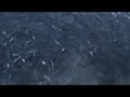 Capelin rolling in