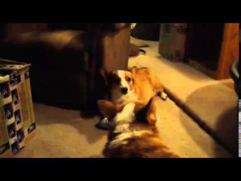 Watch our playful Corgi puppies who are 5 weeks old today.