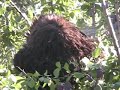 Bear in a Plum Tree