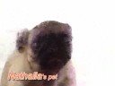 Dog lick