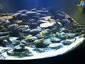 TANGANYIKA TANGANYIKA
