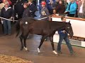 Tattersalls October Yearling Sale Book 1 - Lot 383 Tattersalls October Yearling Sale Book 1 - Lot 383
