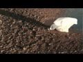 D’Istante (Short, 2011)