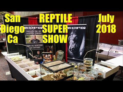 YouTube reptile video