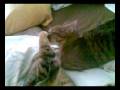 videos de titi.wmv
