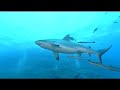 WWF Coral Sea campaign