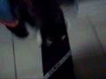 skateboarding cat