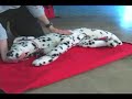 CPR on a dog/cat CPR on a dog/cat