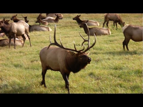 American Elk in Rocky Mountain National Park, CO, USA