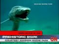 Una Especie muy Rara en el Fondo del Mar