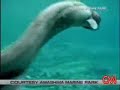 tiburones raros tiburones raros