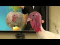 TurkeyComedy Global Warming Al Gore Turkey Operation http://www.youtube.com/watch?v=Adqpw12dygA