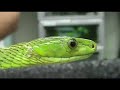 Mamba on a Stick
