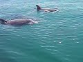 Riding around Ft Lauderdale on my Seadoo Rxp  Saw Dolphins