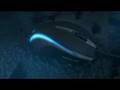 Roccat Kone Trailer